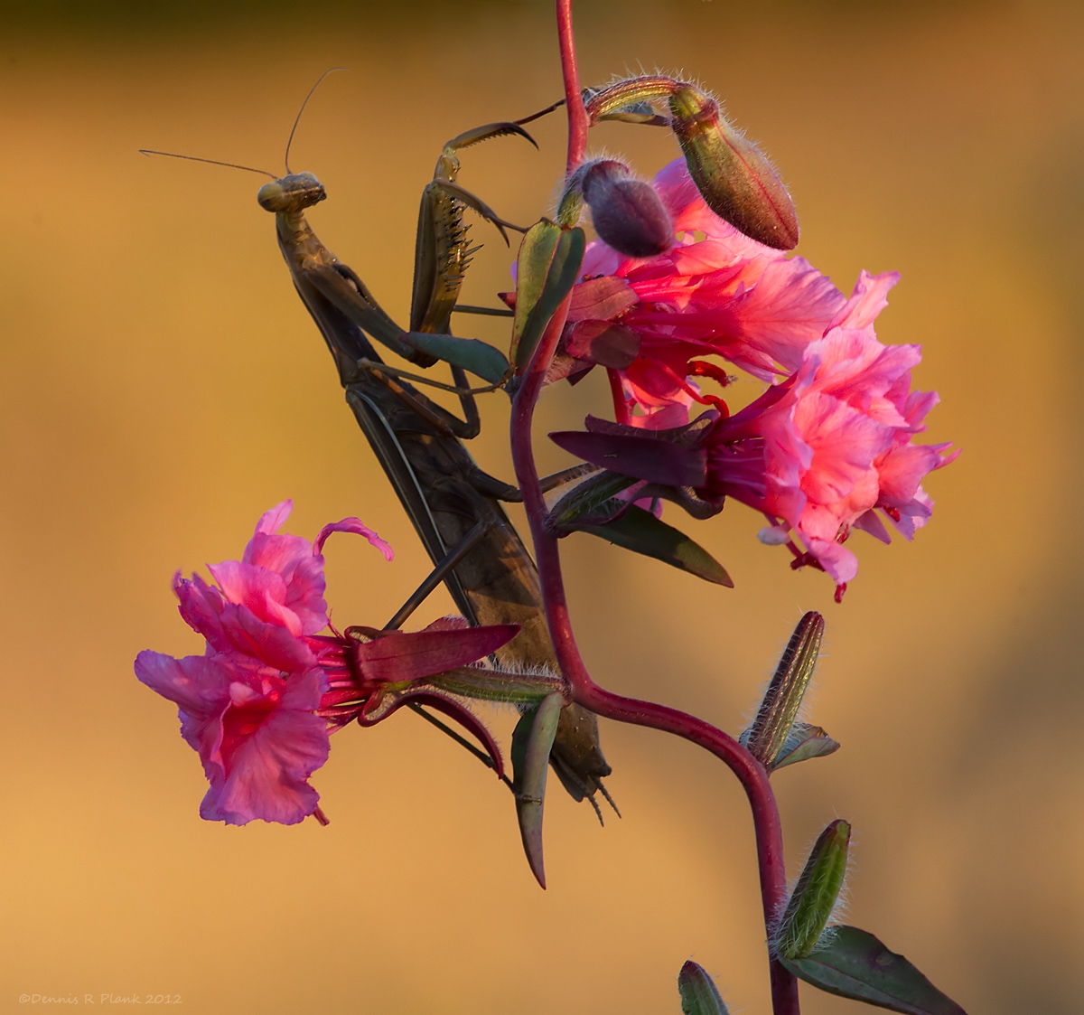 Praying Mantis