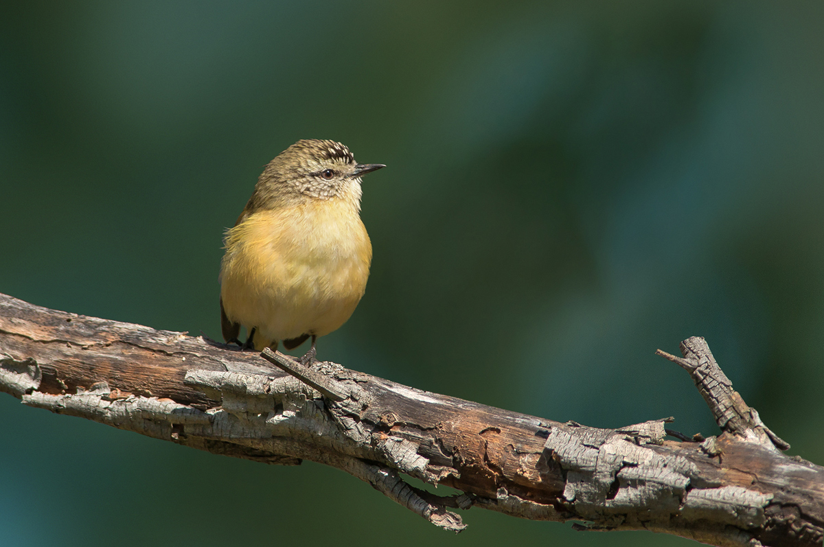 Yellow-rumped Thornbill