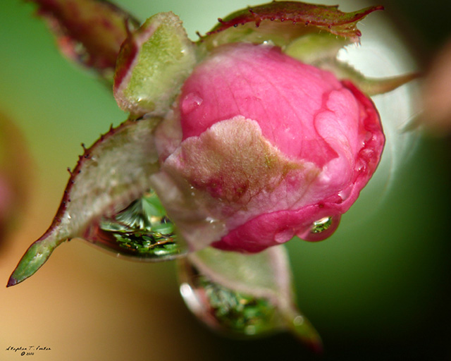 Rose Bud