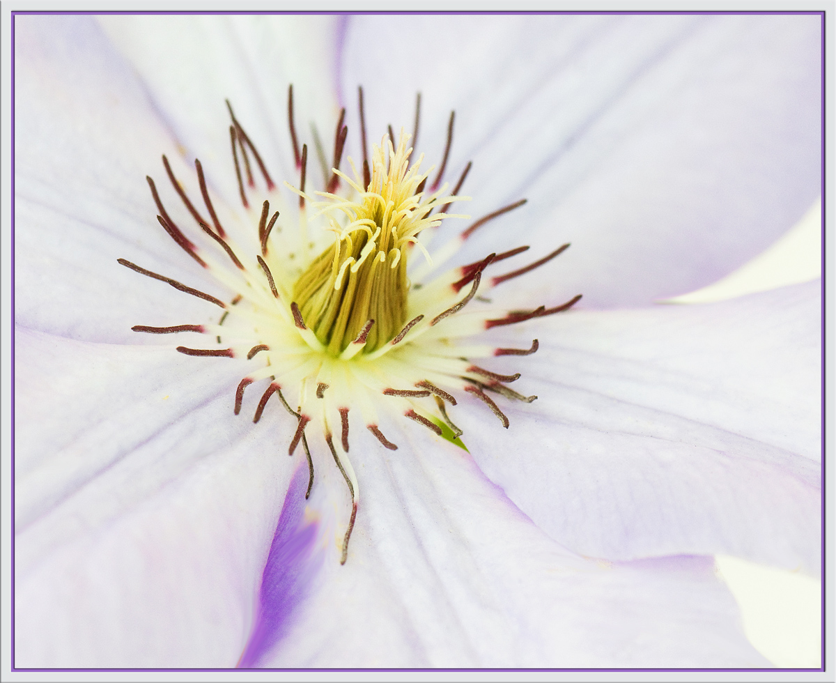 Clematis