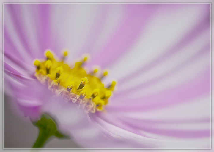 Radiant Cosmos
