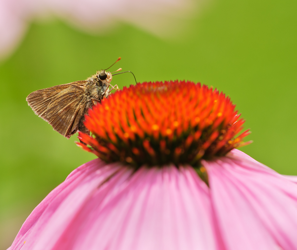 Little skipper