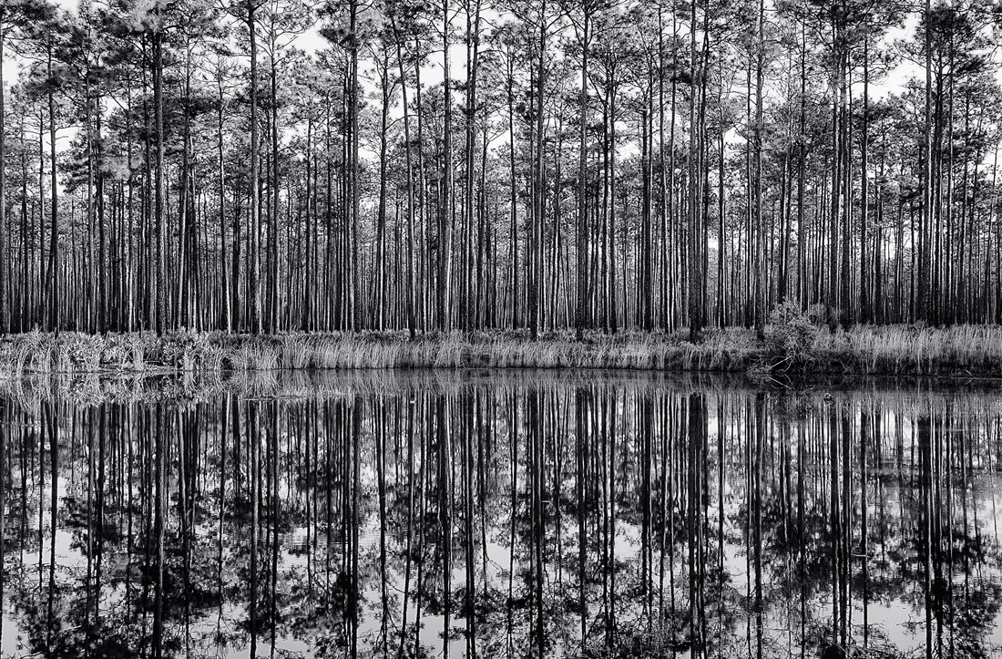 Swamp Reflections