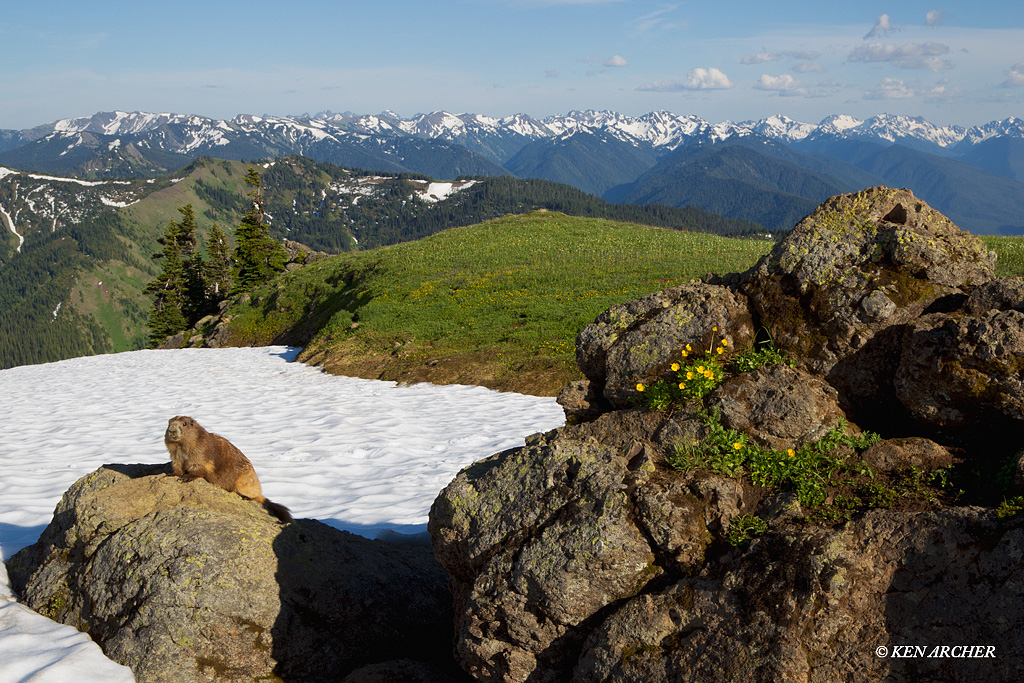 Olympic Marmot