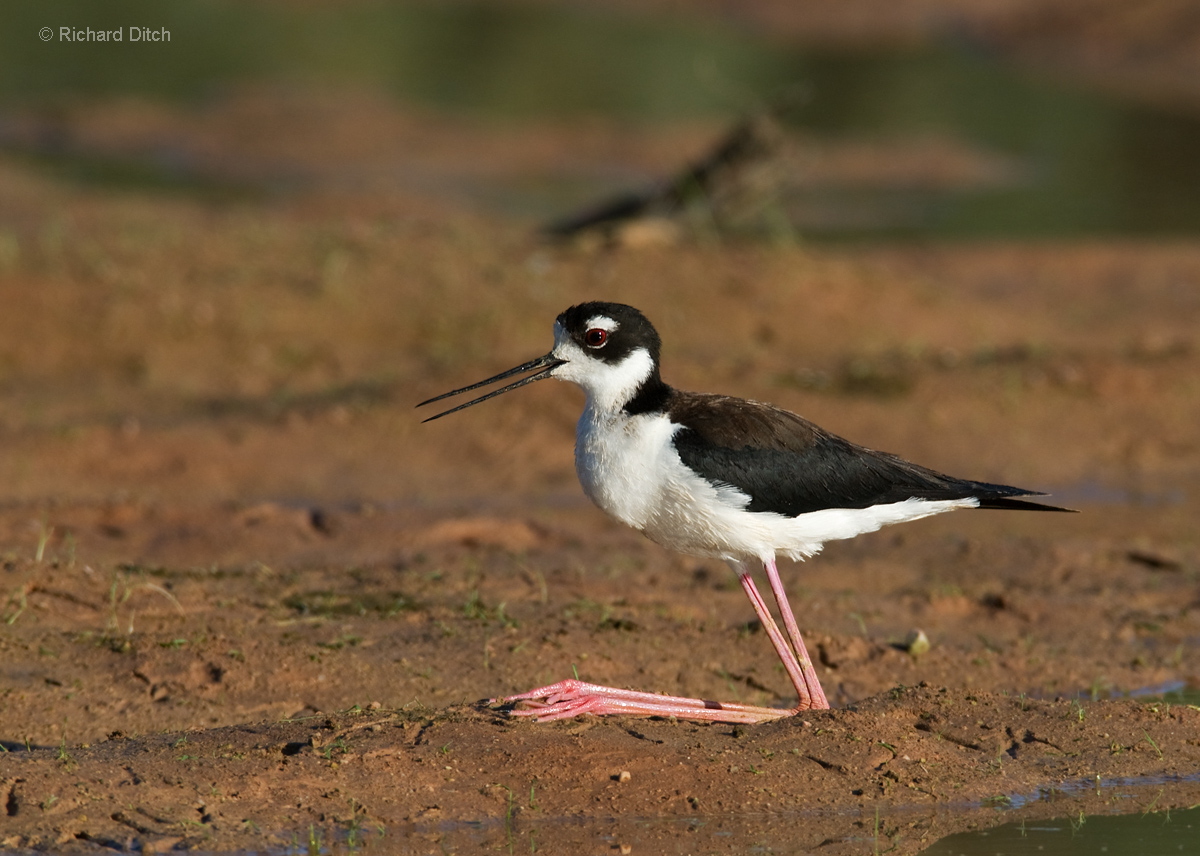 Black-necked Stilt