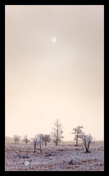 Frosty Morning