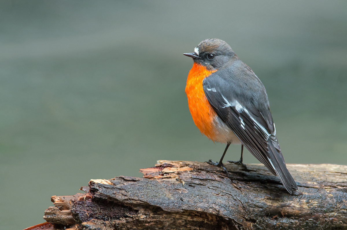 Flame Robin