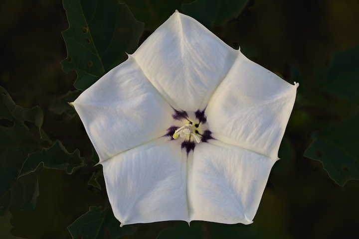 Datura