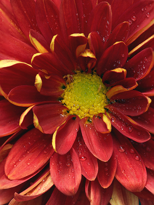  Chrysanthemum