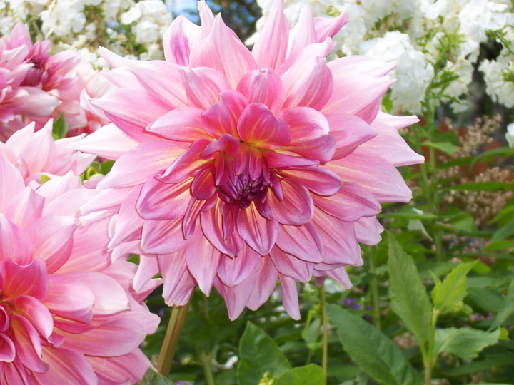 Shades of Pink