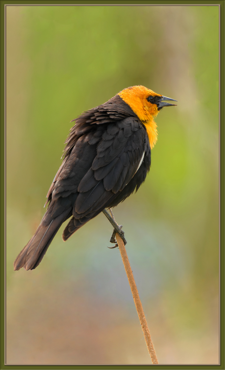 Y-H Blackbird
