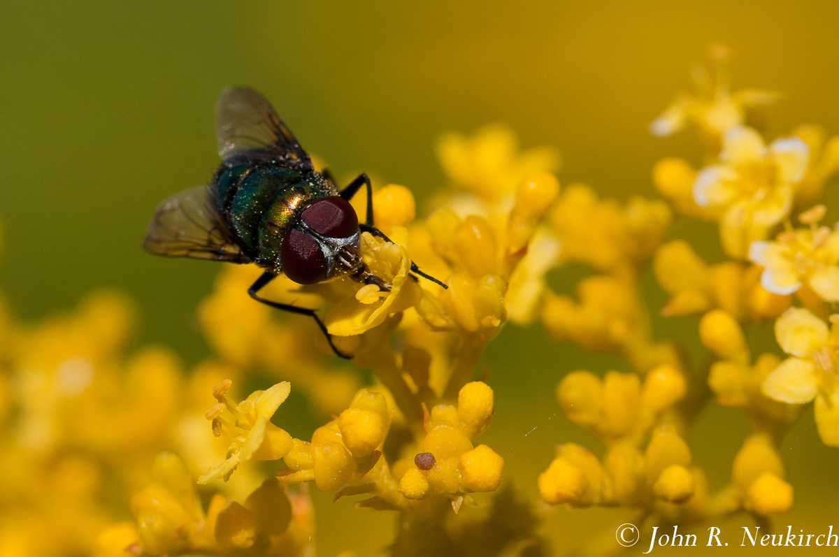 Green Bottle Fly