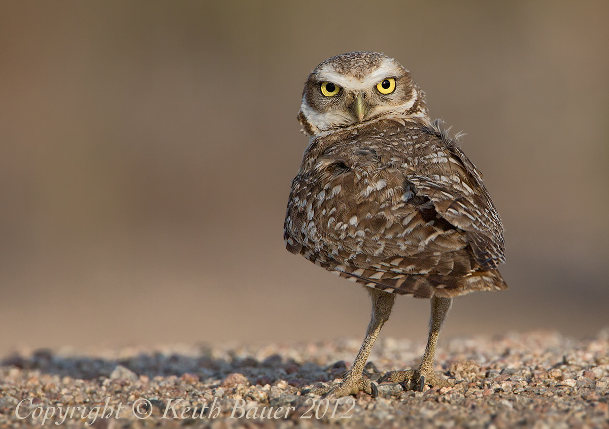 Over the Shoulder Look