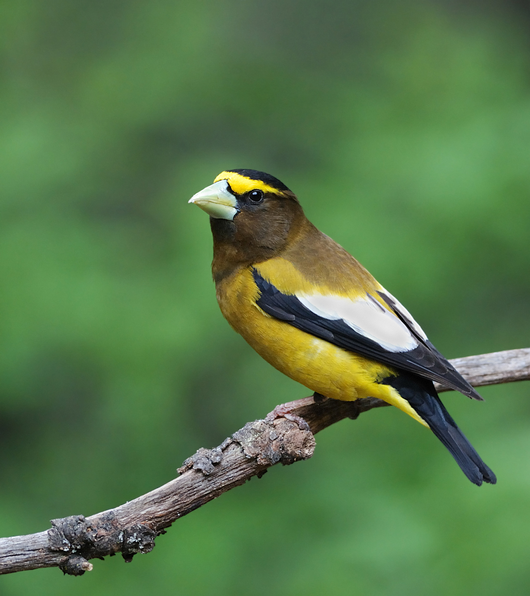Evening Grosbeak