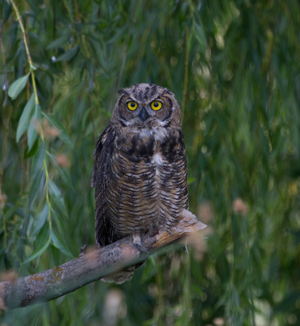 Great Horned Owl