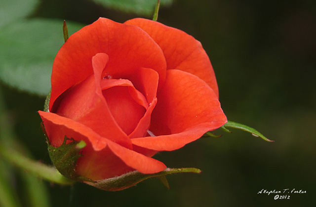 Red Rose