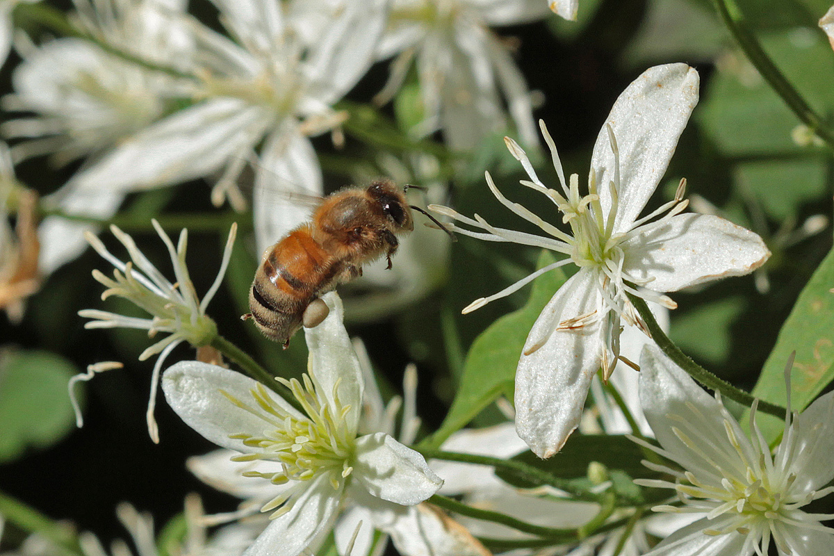 Another Bee in Flight