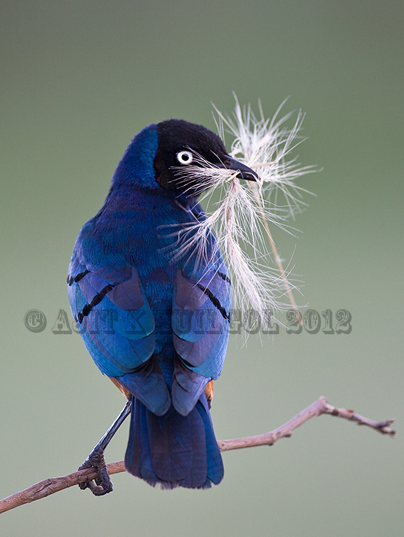 Superb starling