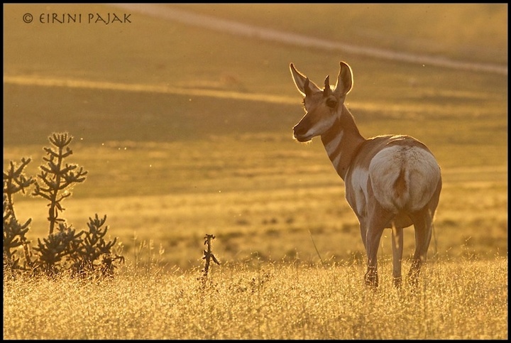 Pronghorn at Sunset