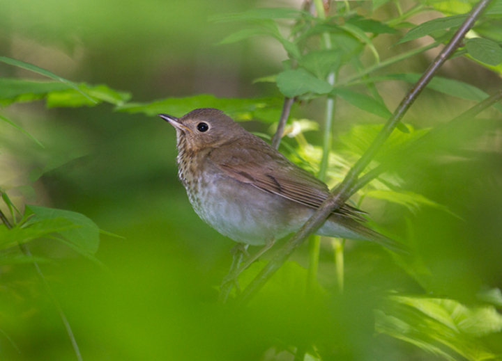 Swainson's Thrush