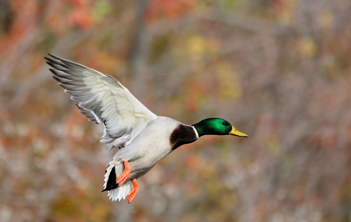 Mallard landing