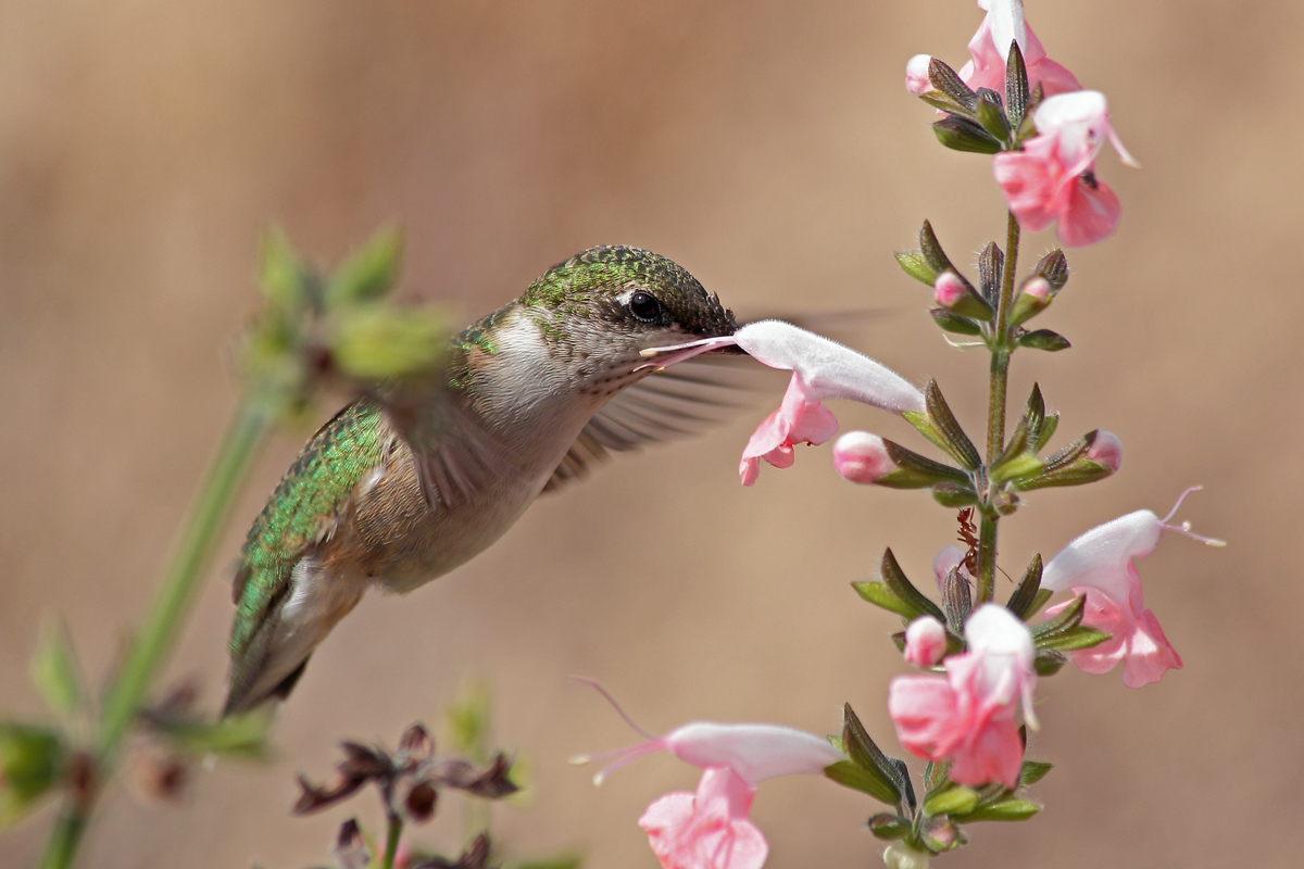 RT Hummingbird
