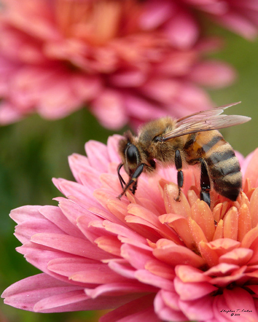 Busy Bee
