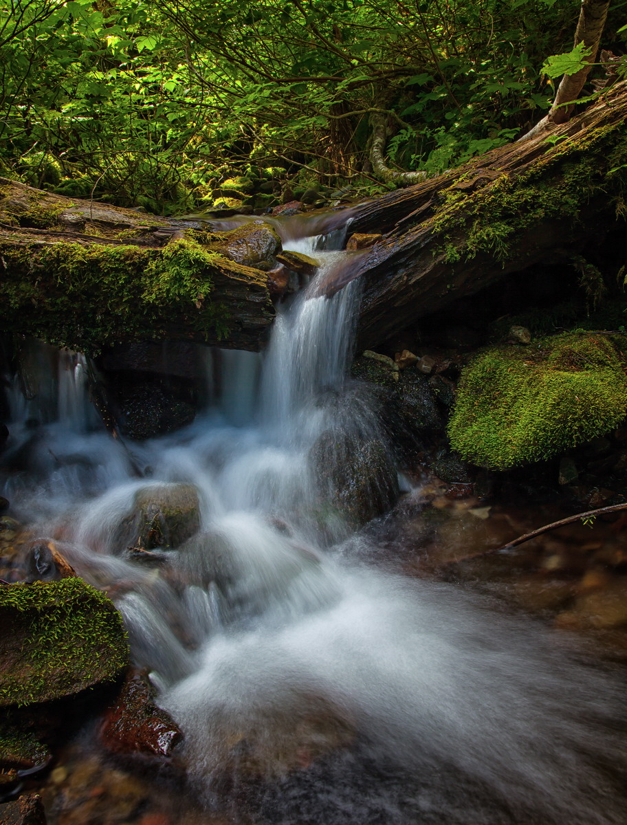 Burnt Lake Trail #2