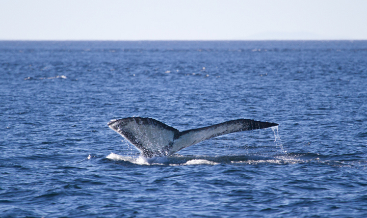 Humpback Whale