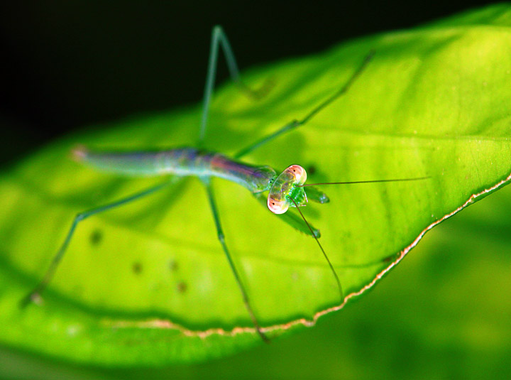 Young praying mantis