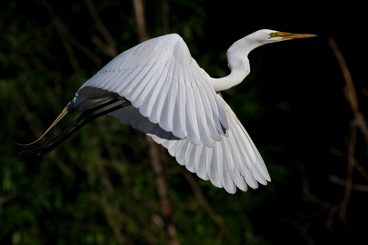 Great Egret Full Frame