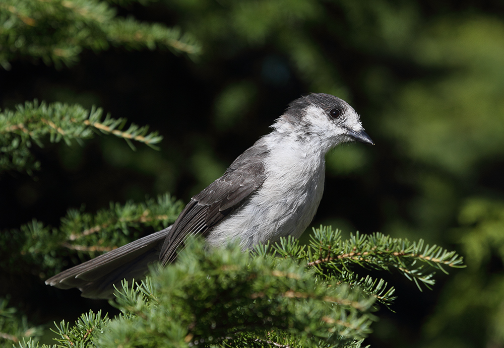 Gray Jay