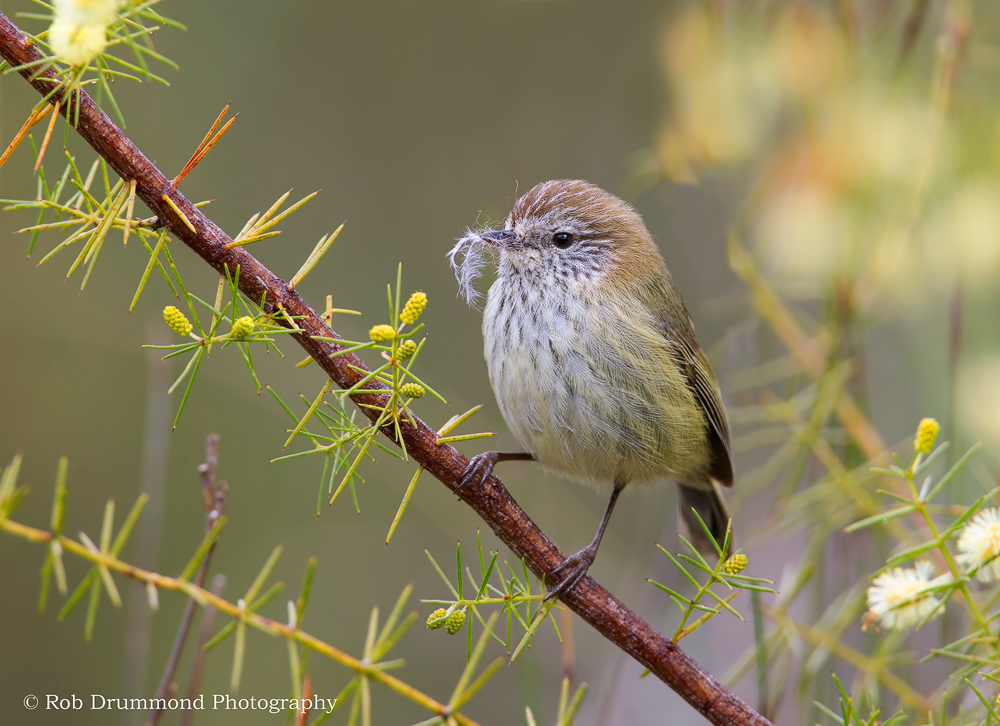 Striated Thornbill