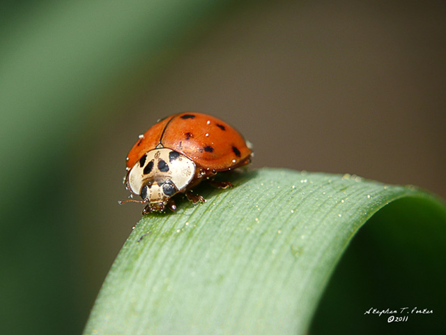 Leaf Surfer