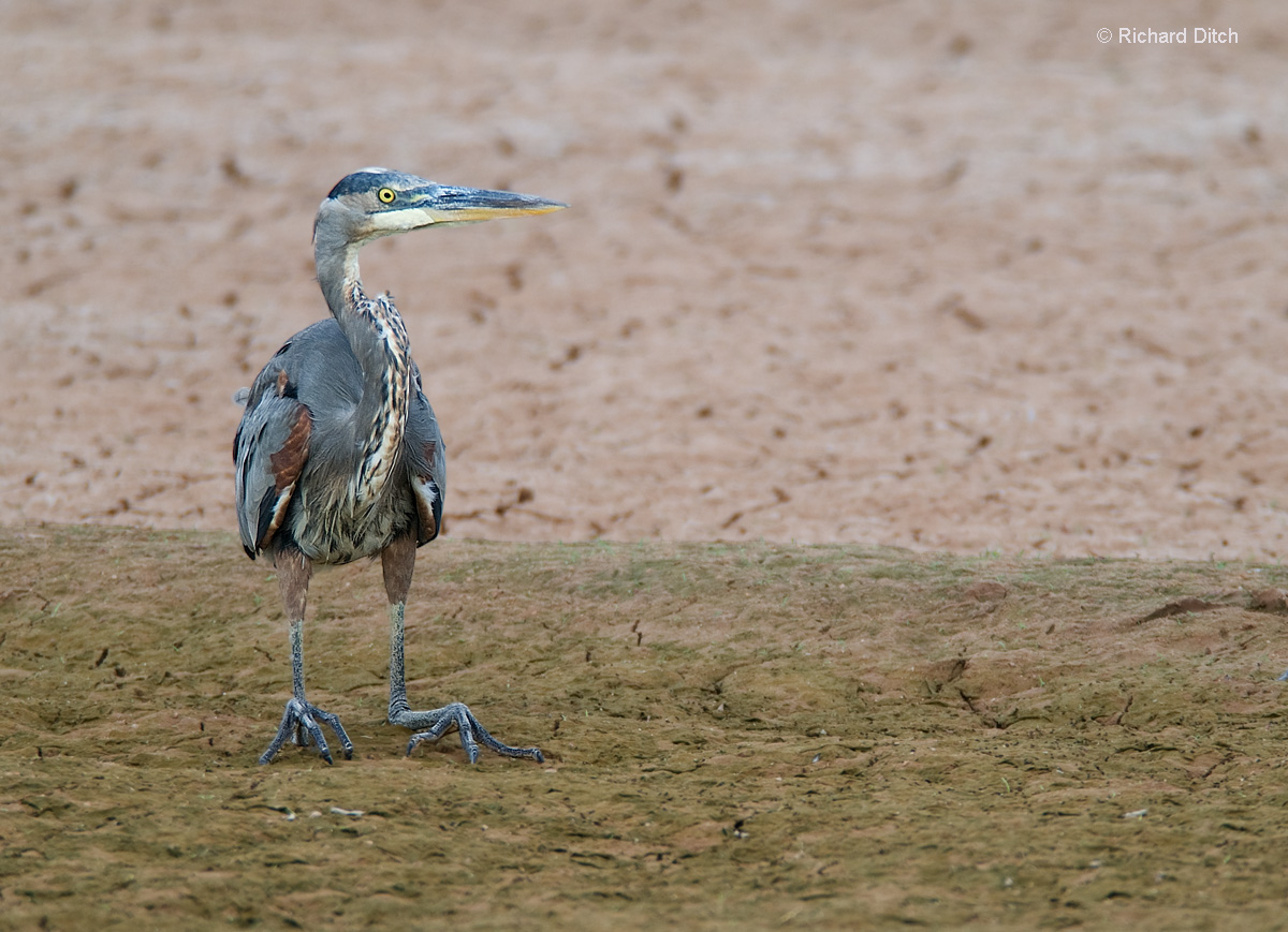 Great Blue Heron