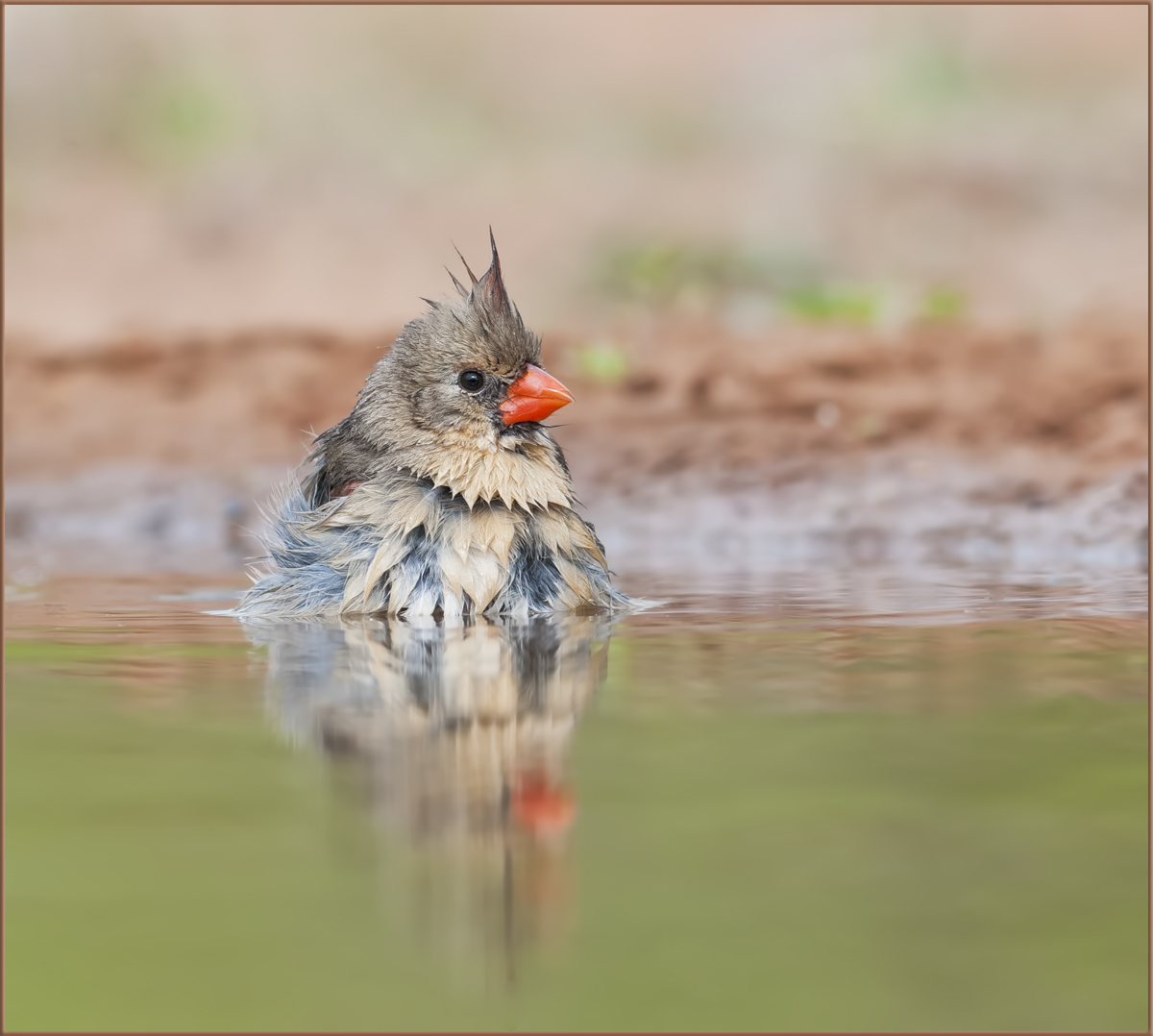 Bathing Beauty
