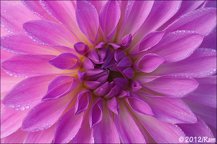 Dahlia - 4
