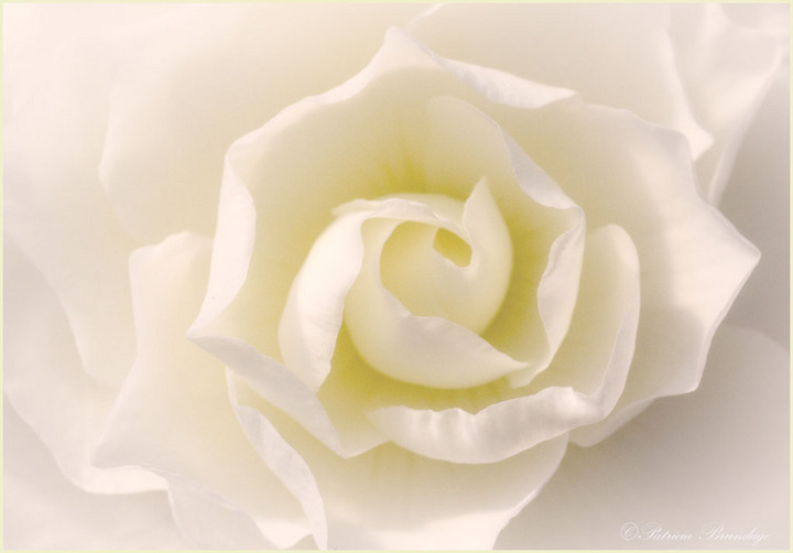 Tuberous Begonia 