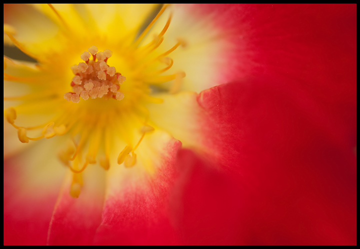 Center of a Rose #3