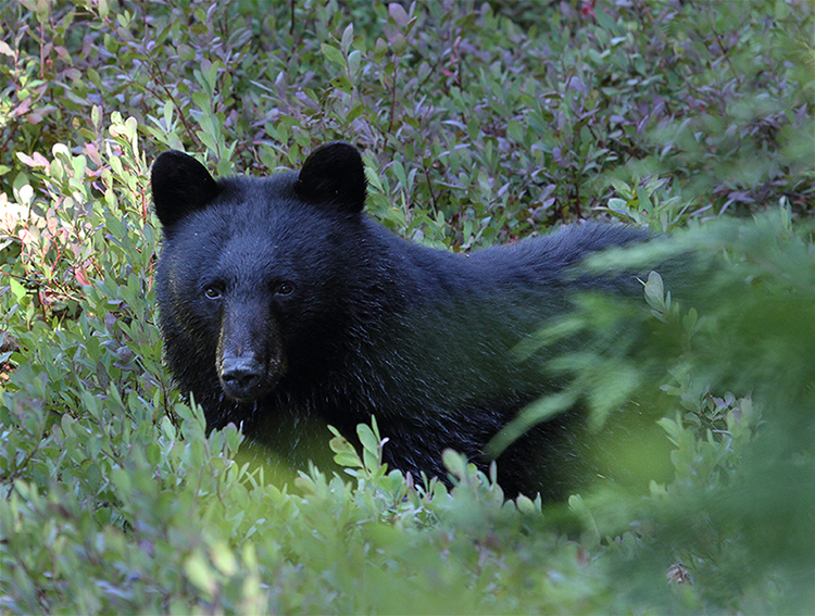 Black Bear