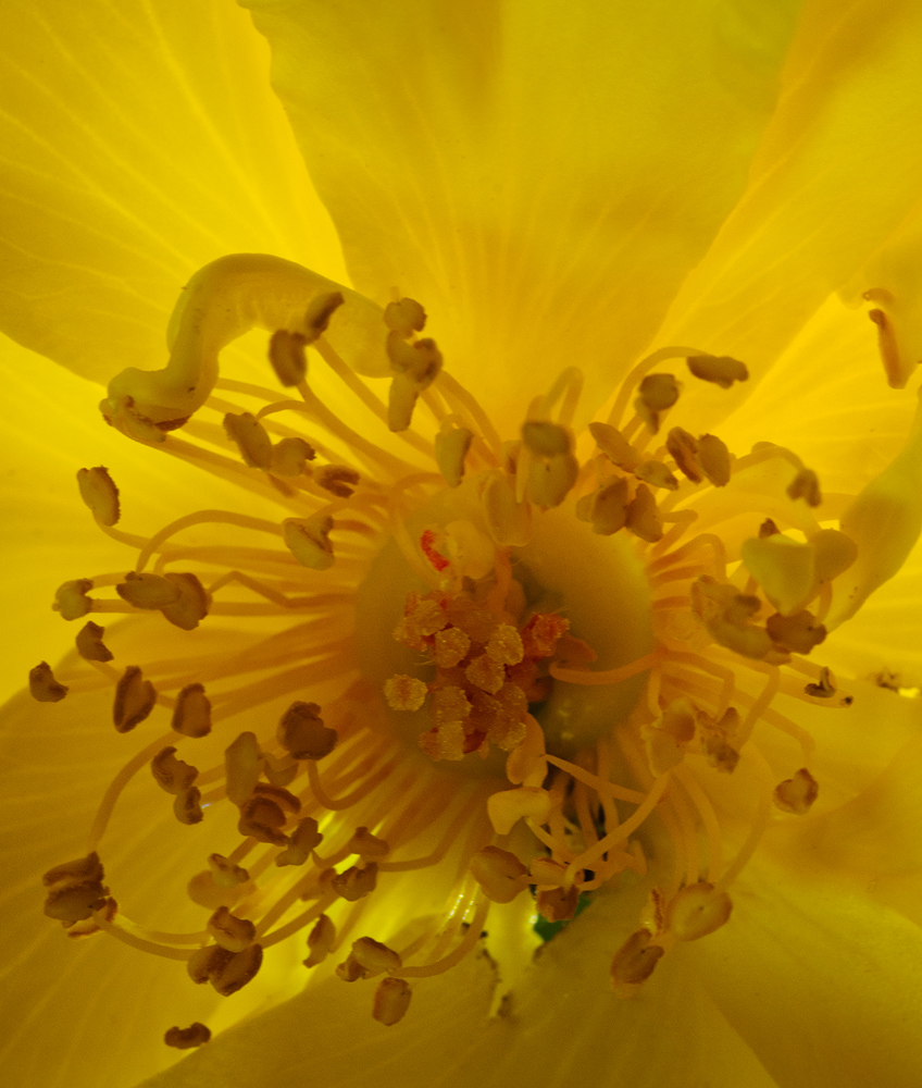 Luminescent Rose
