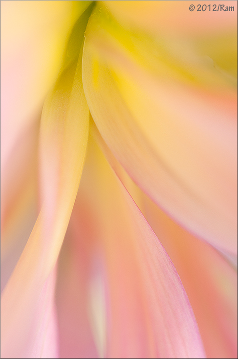 Dahlia Abstract-5