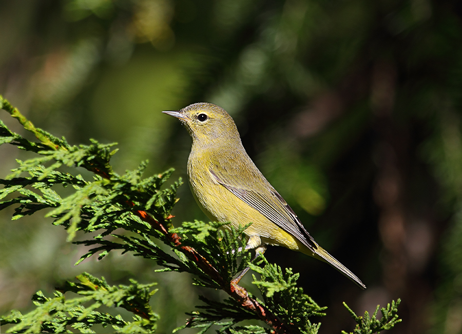 Orange-crowned Warbler