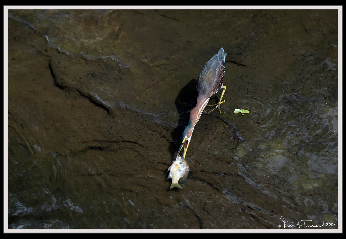 Green Heron 