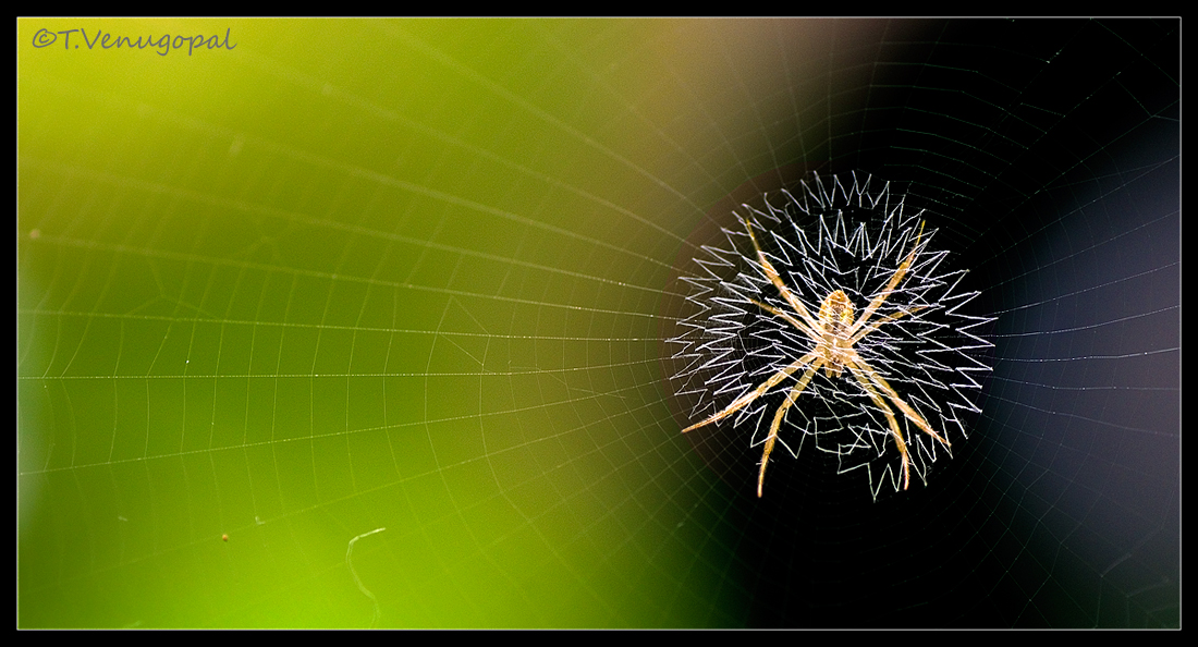 Spider behind signature