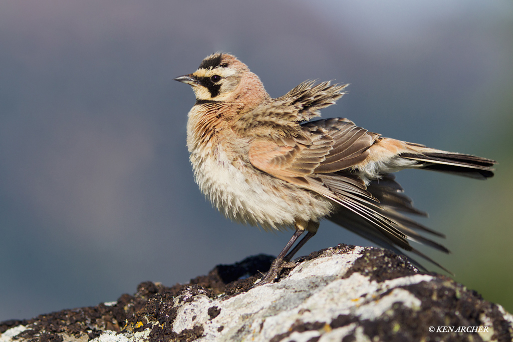 Horned Lark