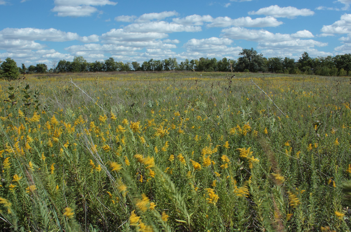 Fall Goldenrod + repost