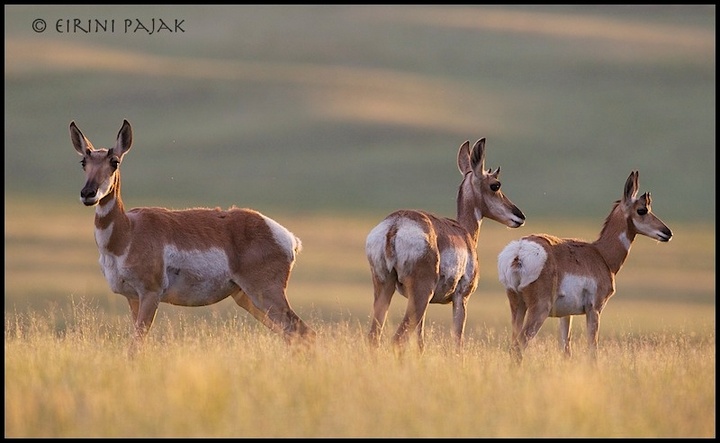 Three Pronghorn 