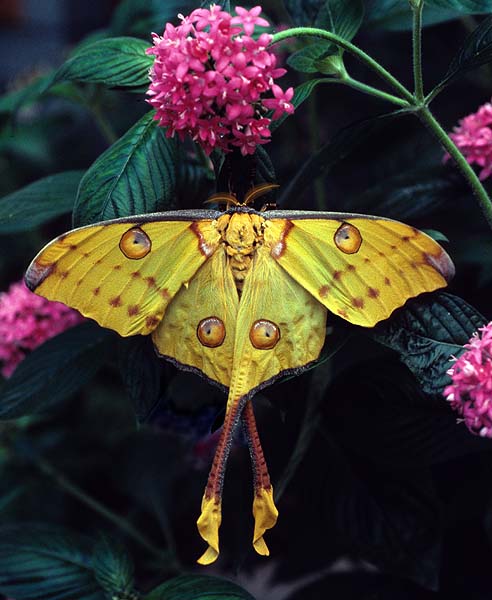 Madagascar Luna Moth