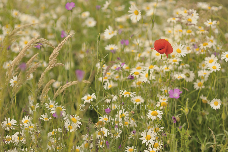 Poppy
